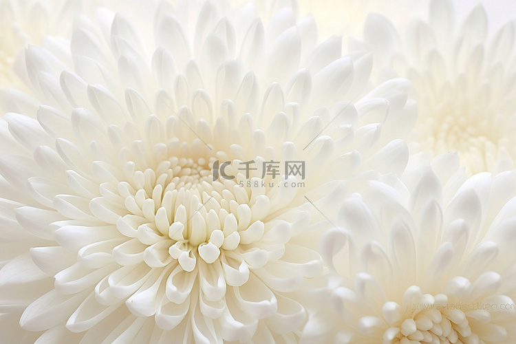 白色背景上的菊花