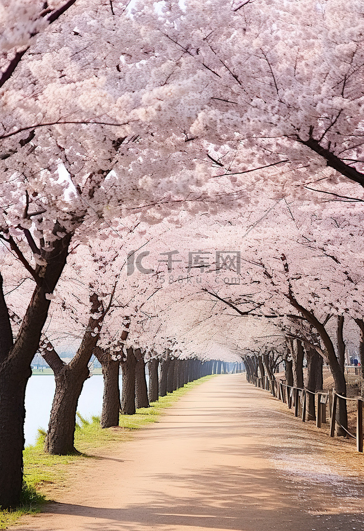 盛开的樱花树在秋天的花蕾中排列