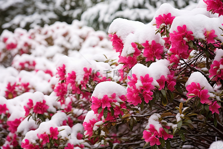 雪天灌木丛中雪中的粉红色花朵