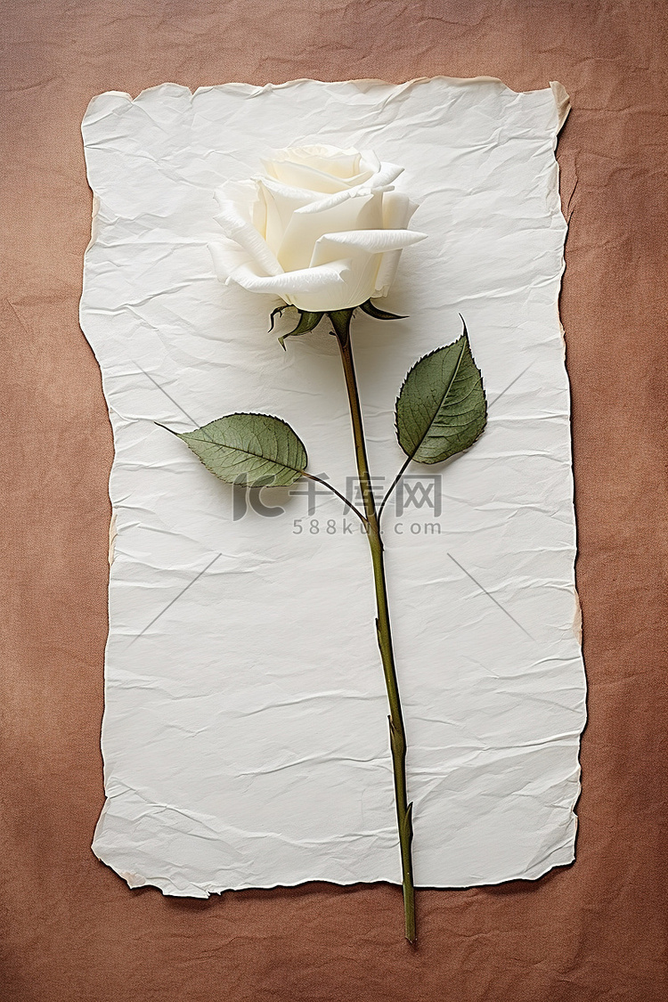 旧背景纸上白玫瑰