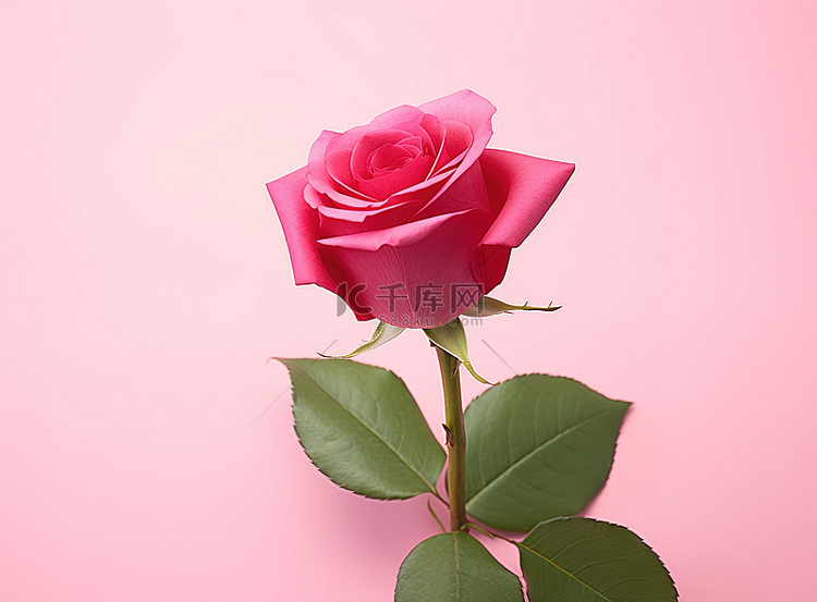 粉红色背景上的一朵粉红玫瑰