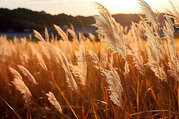 田野里的棕色草，阳光透过它