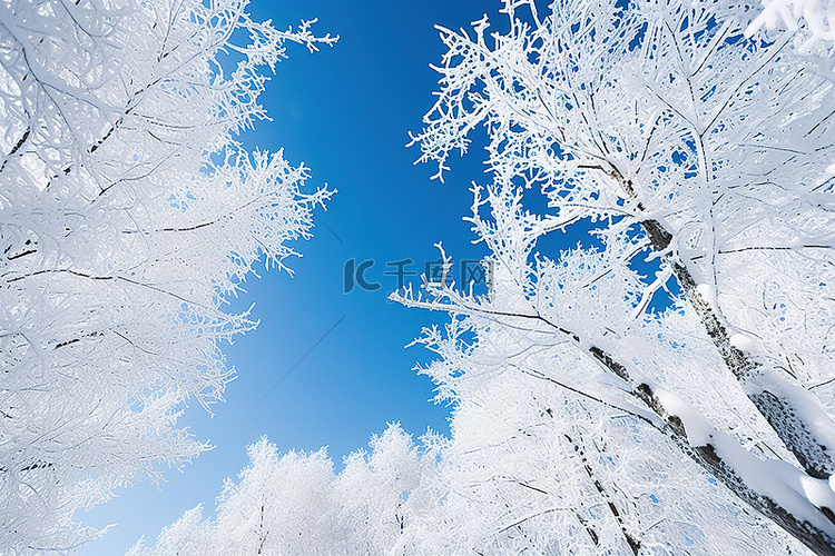 一些树木被雪覆盖的图像，背景是