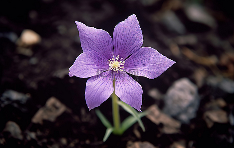 一朵紫色的花从地里长出来
