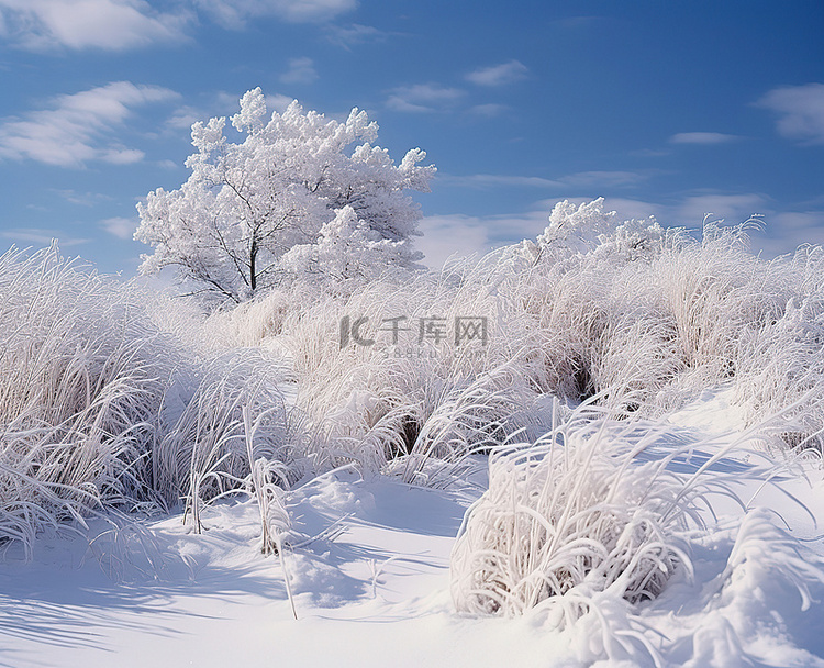 蓝天下白雪覆盖的田野