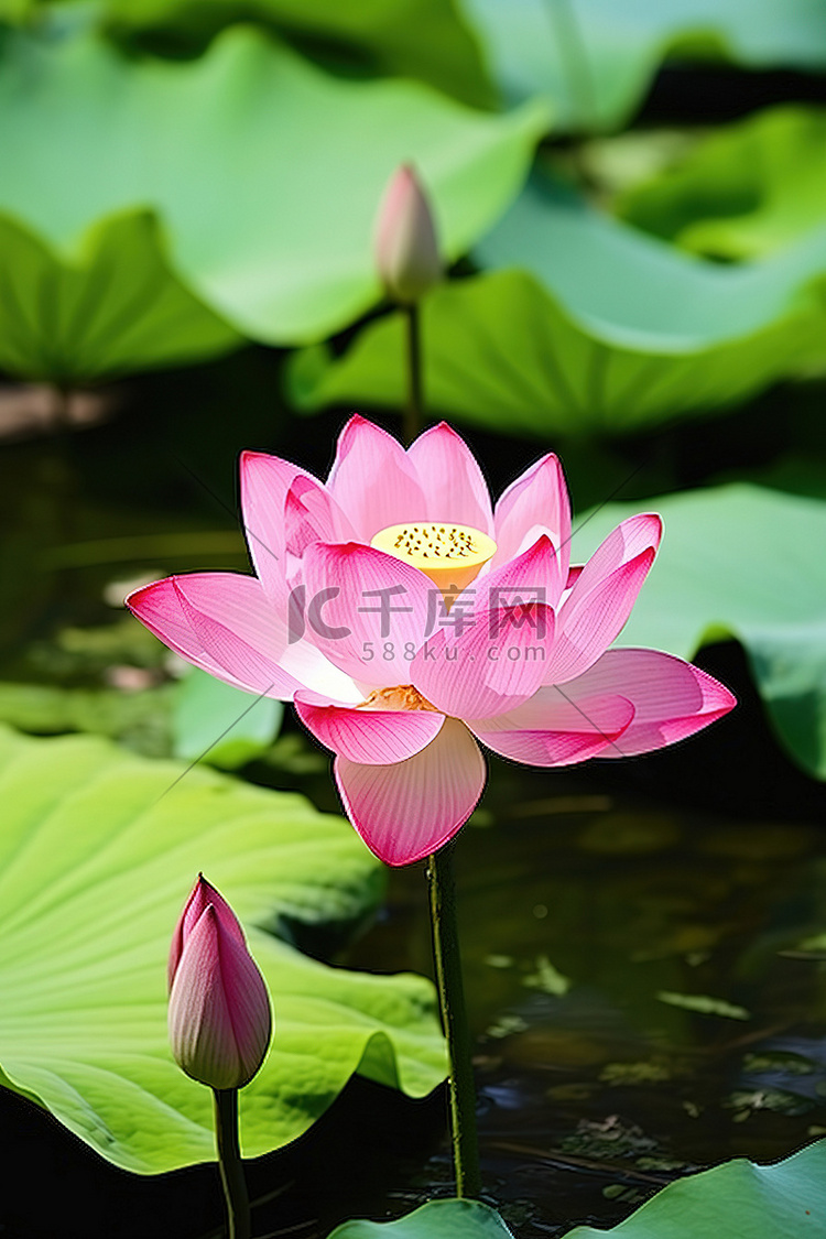 池塘里的粉色莲花