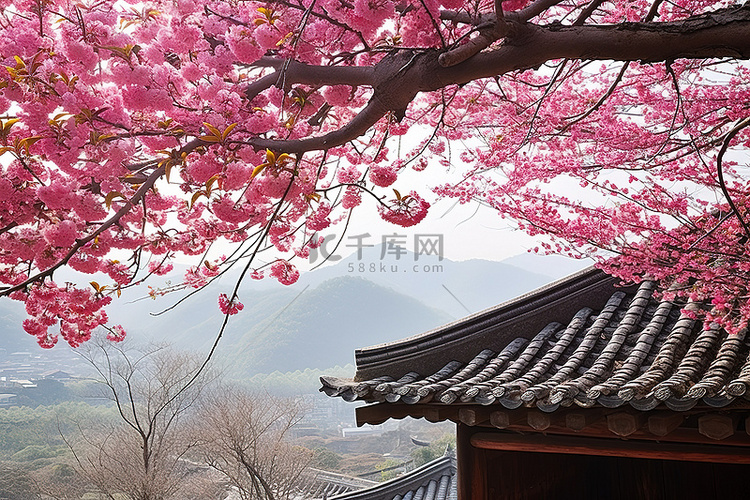 kim kyinam 树上的韩国樱花