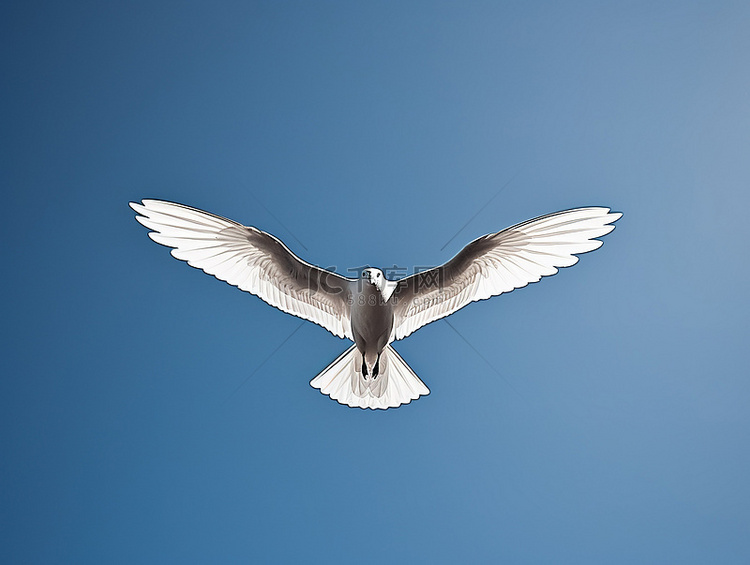 一只鸟在天空飞翔
