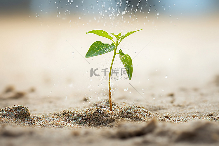 从沙子和水中生长出来的小植物