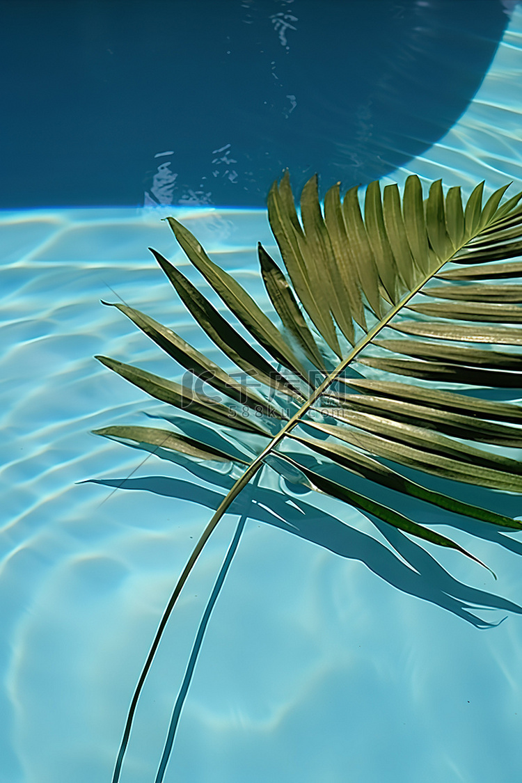 一片棕榈叶漂浮在泳池的水面上