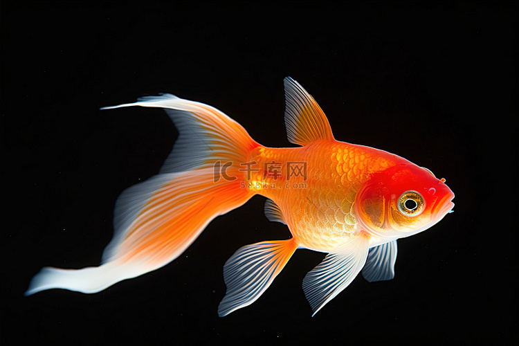 一条橙色的金鱼站在白色的顶部