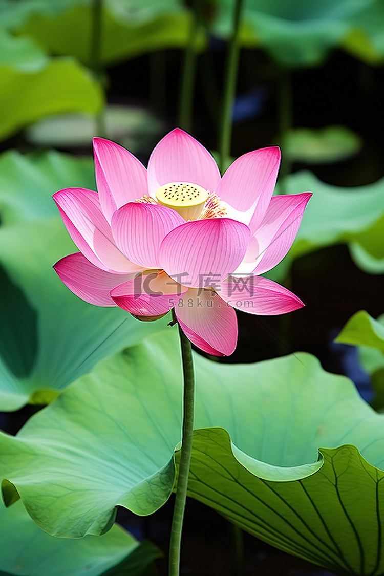 粉红色的莲花，池塘底部周围有荷