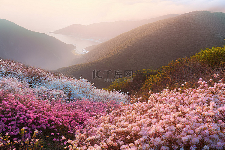 开满粉色和白色花朵的山坡