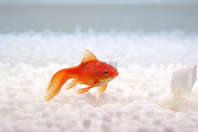室内热带鱼缸里的橙色金鱼坐在白