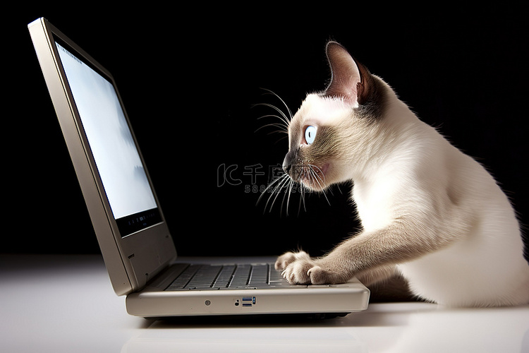 暹罗猫在笔记本电脑上玩耍