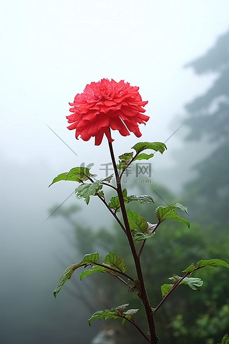 雾天，红花与叶一起生长