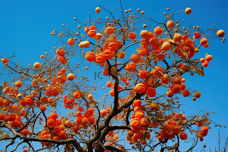 一棵树在秋天结出橙色的果实