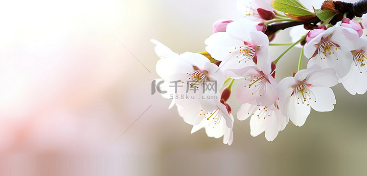 美丽的白色花朵在盛开的樱花树上