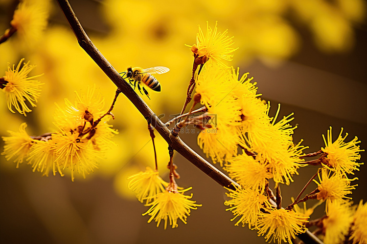 黄枝上的花朵，蜜蜂飞来采花粉坚