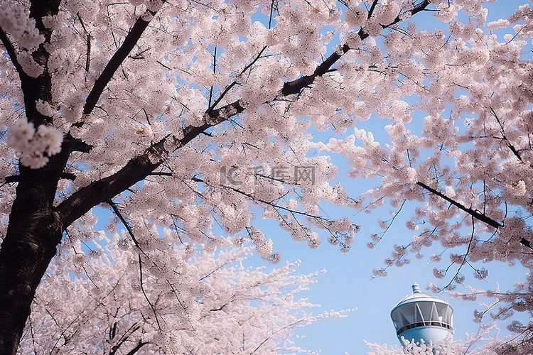 看到一座长满樱花树的塔