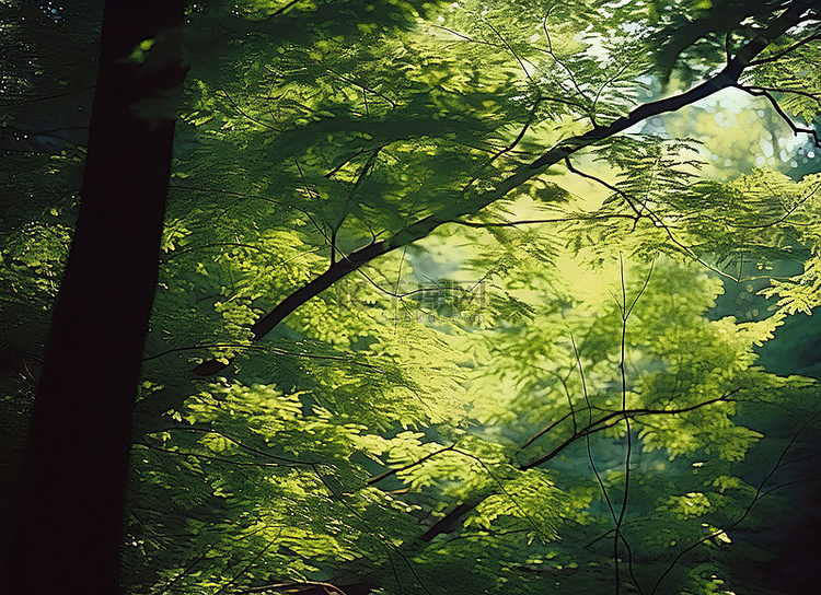 光线穿过森林树冠，阳光透过树叶