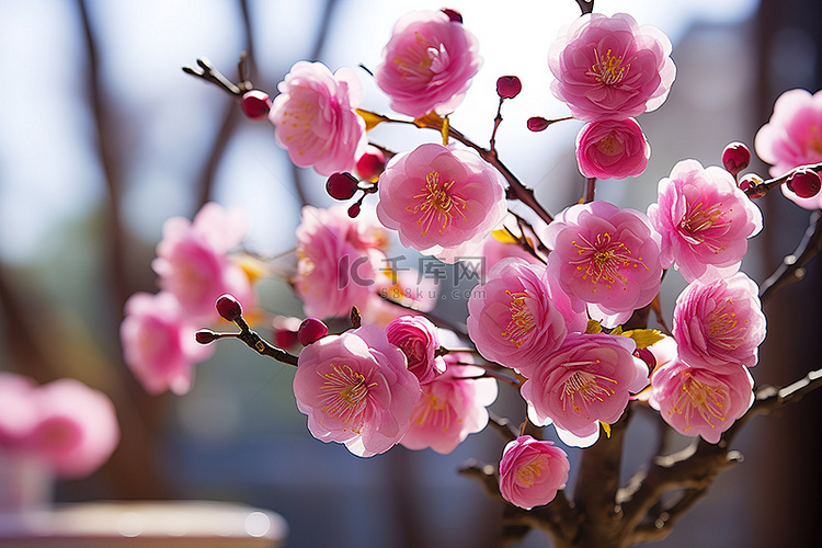 一棵长满粉红色花蕾的树站在阳光