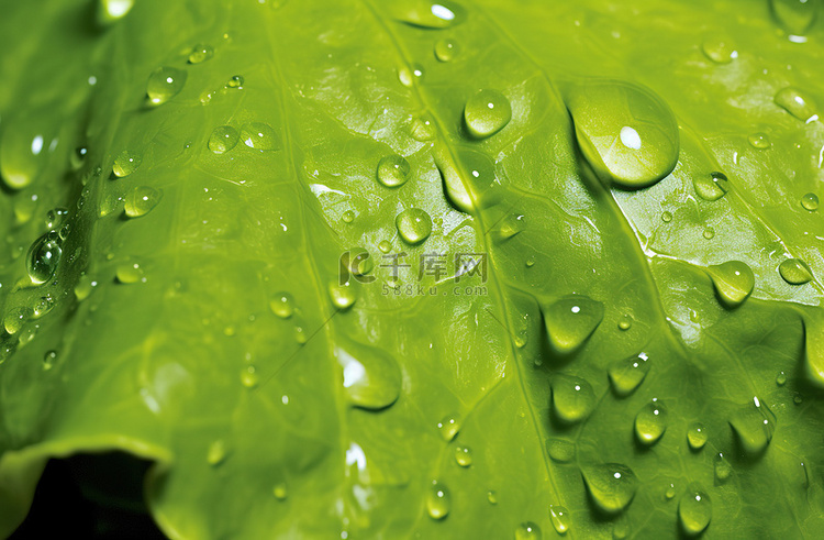 水滴在一片绿色的生菜上