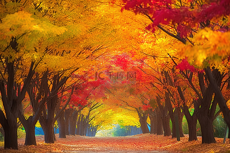 秋天的入口处种满了色彩缤纷的树