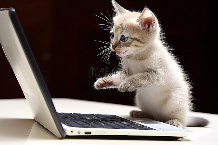 小猫玩笔记本电脑