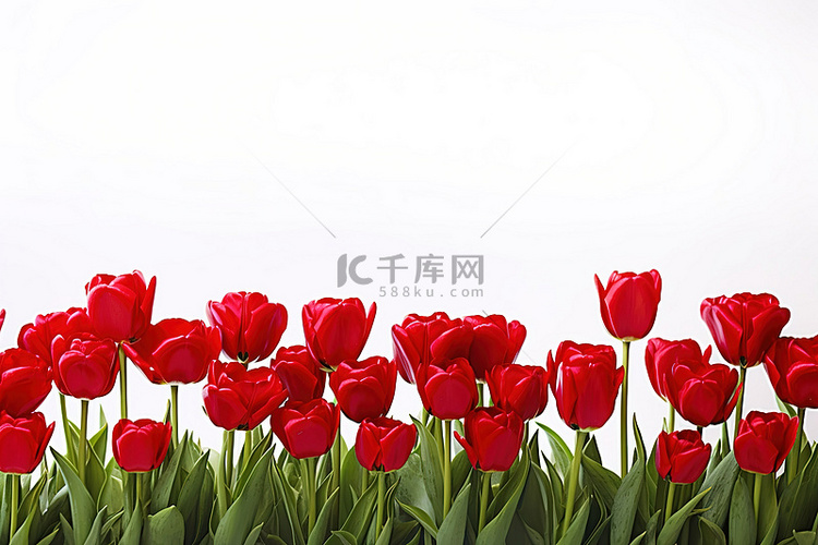 许多红色郁金香排成一排的图像