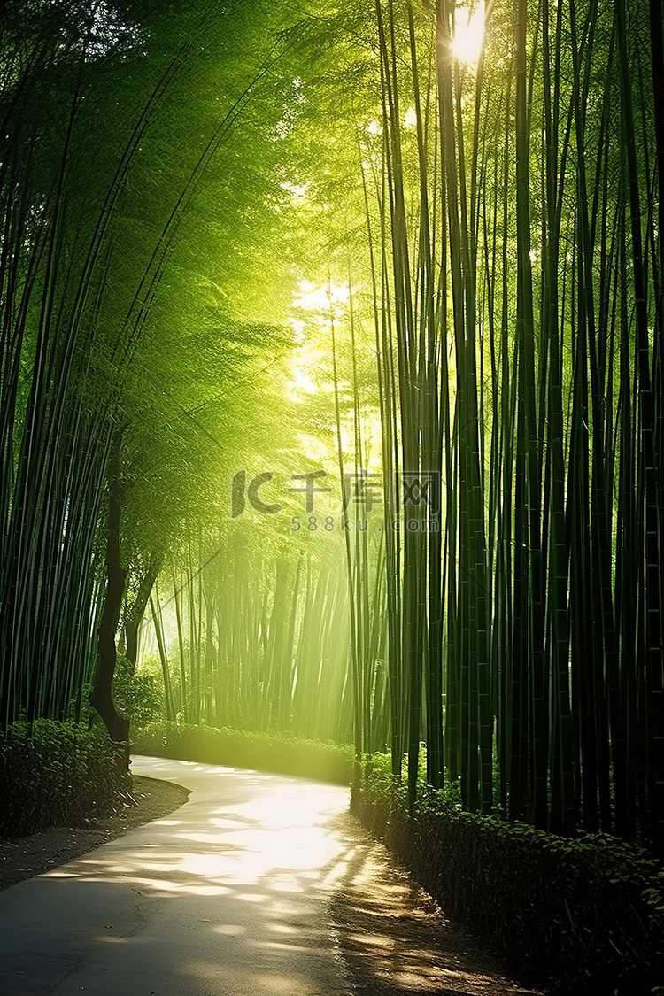 一条穿过森林的竹子路