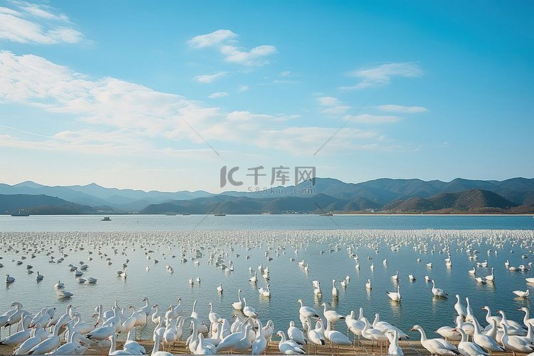白色的鸟群聚集在湖边，远处地平