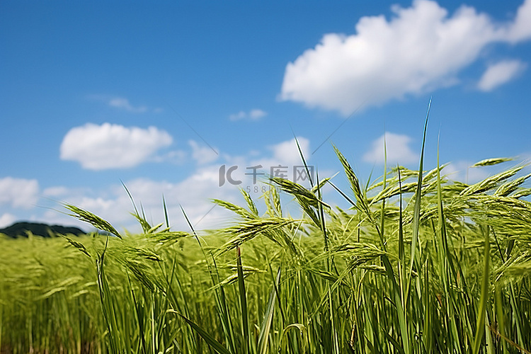 多云的天空和蓝天的稻田