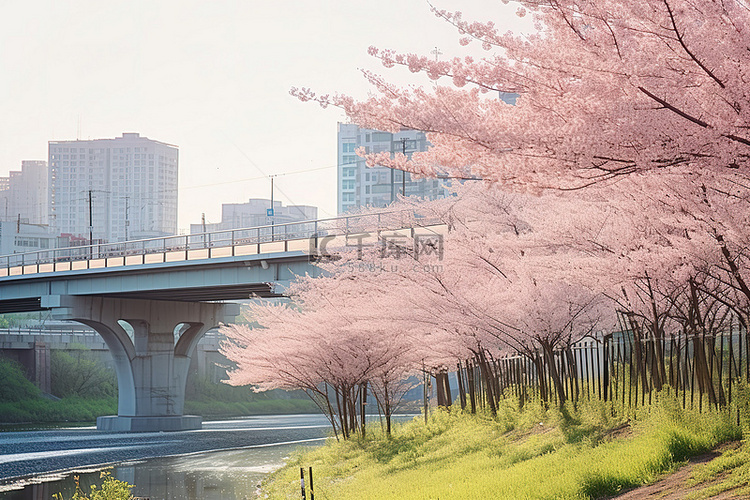 高架桥旁草地上的樱花