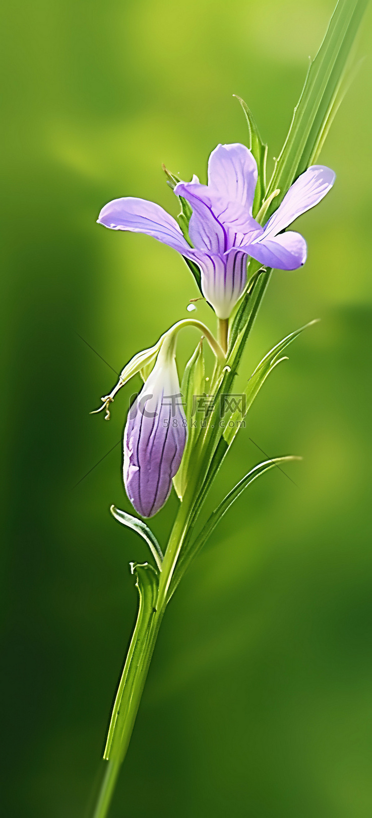 一朵紫色的花坐在草地上