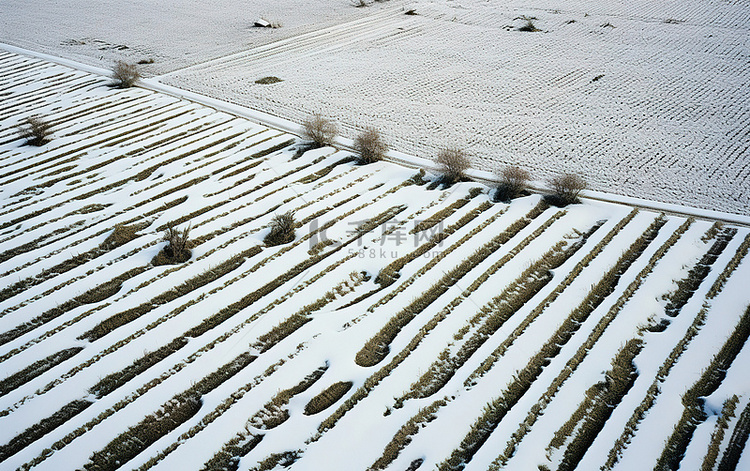 一小块田地被雪覆盖，长满了植物