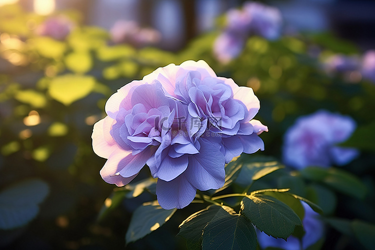 蓝玫瑰盛开