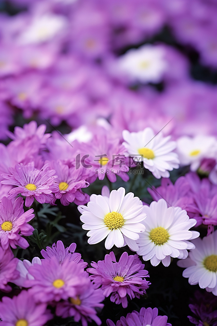 紫色的花朵，白色和黄色的雏菊