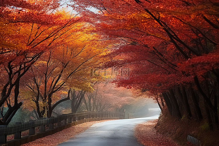 路边有秋天的树木