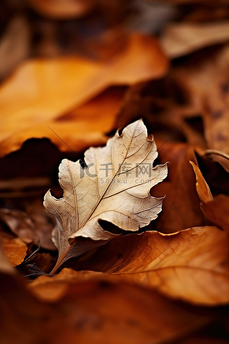 树林里一些枯死的落叶的图像