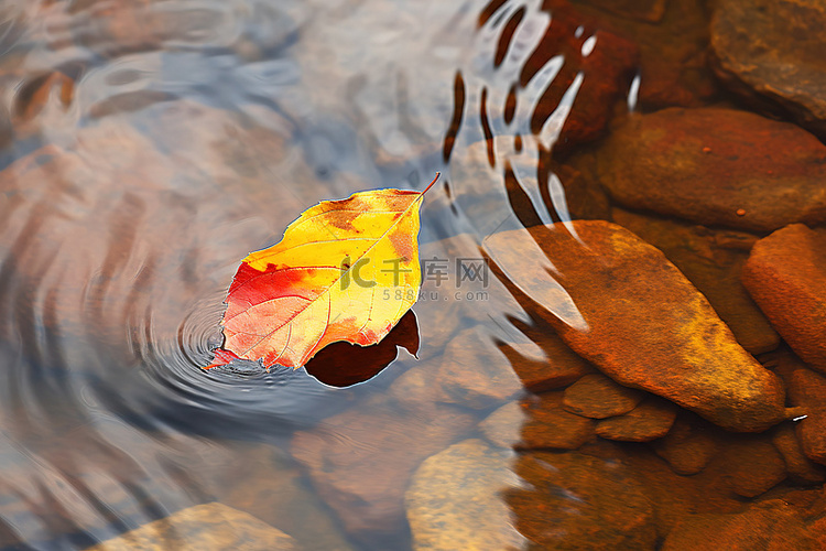 漂浮在水中的一片叶子