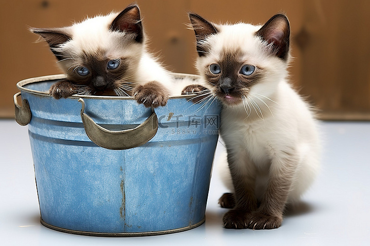 两只暹罗小猫在带塑料盖的金属桶
