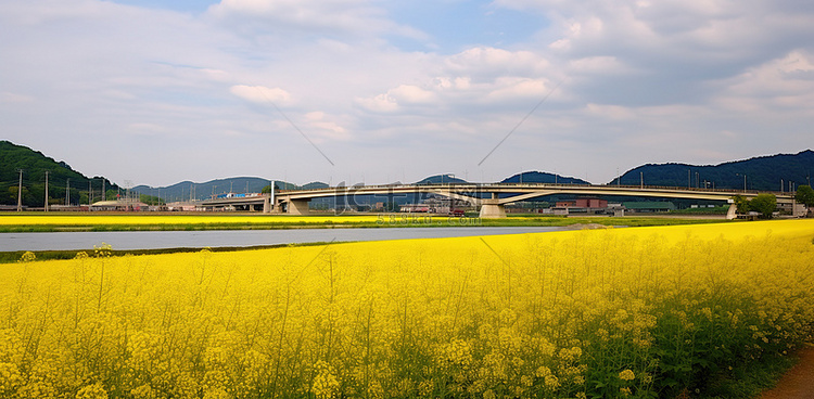 桥旁边的黄色田野