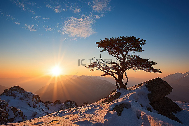 一棵树矗立在白雪覆盖的山顶上