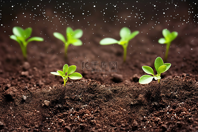 植物在泥土中发芽