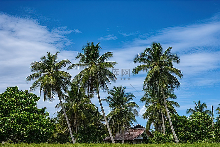 绿色草坪上的一栋房子附近有椰子