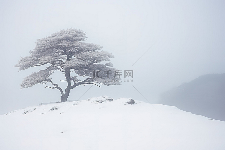 一棵孤独的树和冬天的雪