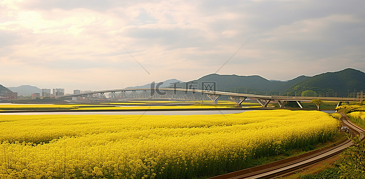 桥旁边的黄色田野
