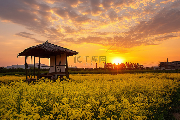 日落时，凉亭俯瞰着一片黄色的花