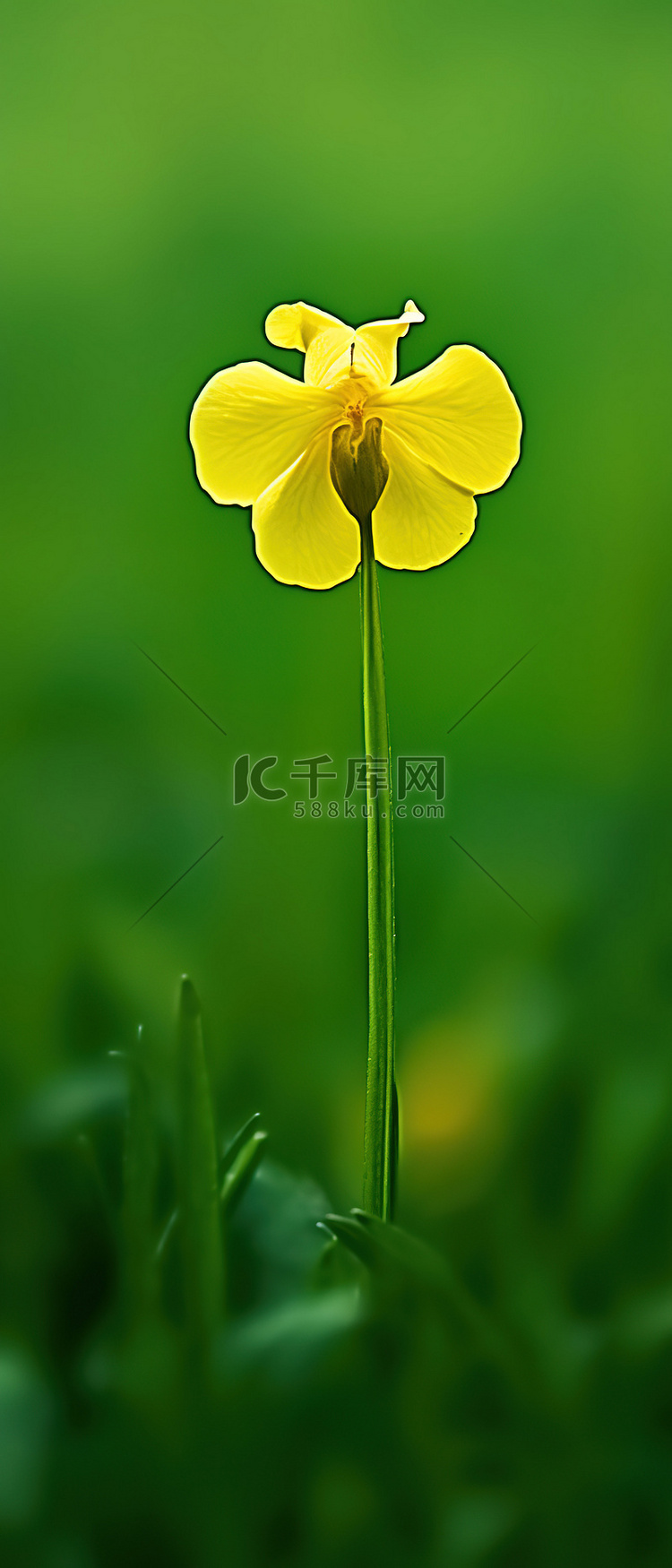 一朵小黄花独自坐在田野绿色的绿